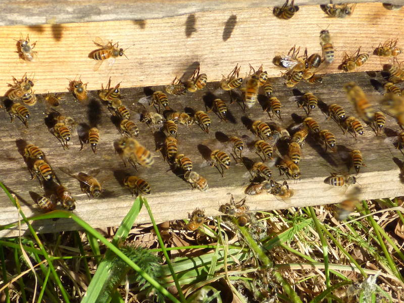Bienen am Flugloch