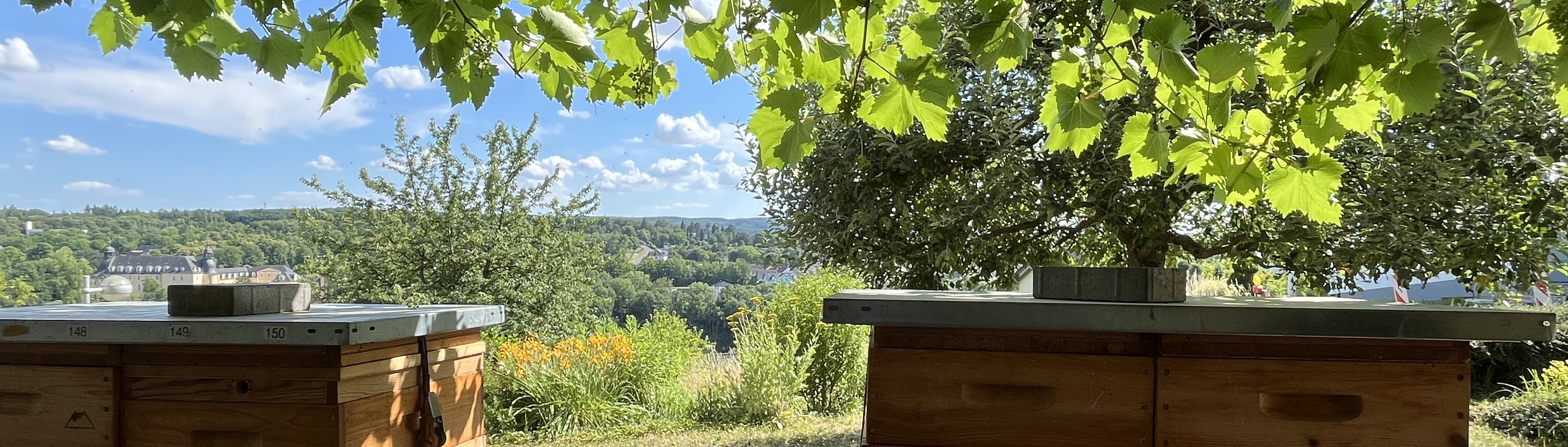 Bienenbeuten unter einem Baum mit Blick ins Lahntal