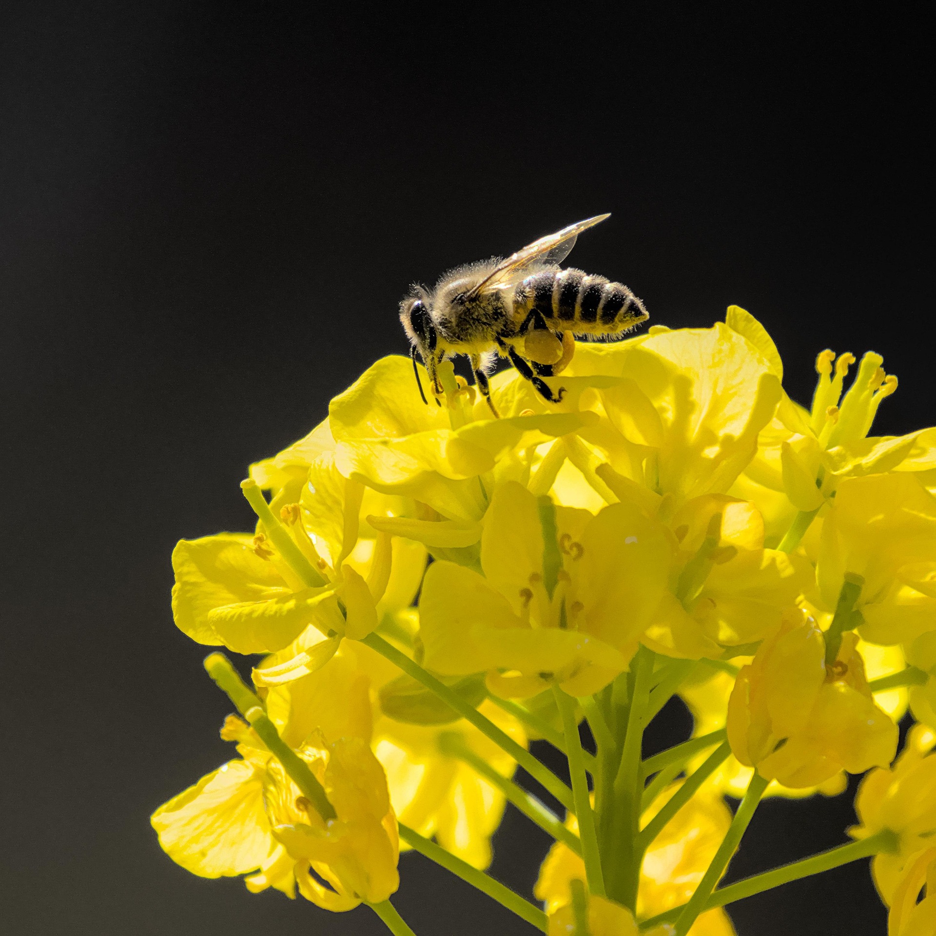 Biene auf Rapsblüte